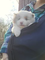 Hero, a male Pomeranian and Poodle - Toy  for sale in Dayton, OH – Photo 10 of 10