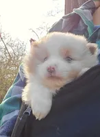 Hero, a male Pomeranian and Poodle - Toy  for sale in Dayton, OH – Photo 8 of 10