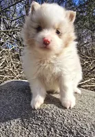 Hero, a male Pomeranian and Poodle - Toy  for sale in Dayton, OH – Photo 6 of 10