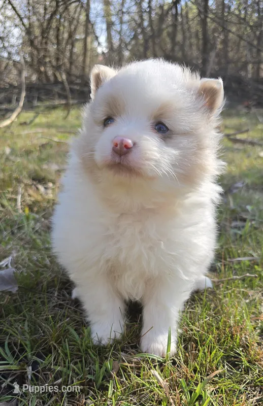 Hero – Pomeranian, Poodle - Toy  puppy for sale in Dayton, OH