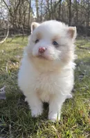 Hero, a male Pomeranian and Poodle - Toy  for sale in Dayton, OH – Photo 1 of 10