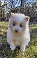 Hero, a male Pomeranian and Poodle - Toy  for sale in Dayton, OH – Photo 4 of 10