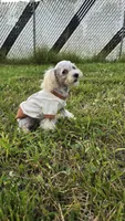 Georgie, a male Poodle - Toy  for sale in Dayton, OH – 5 of 5