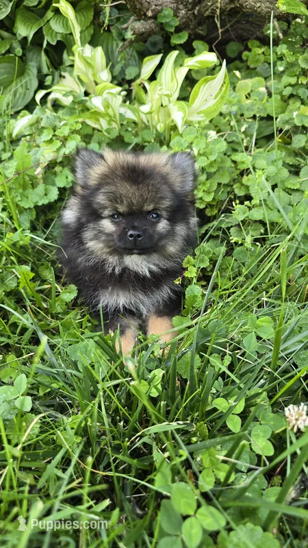 Gizmo – Pomeranian puppy for sale in Dayton, OH