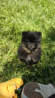 Nano, a male Pomeranian for sale in Dayton, OH – 4 of 4