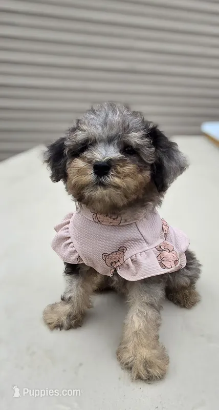 Luna – Poodle - Toy  puppy for sale in Dayton, OH