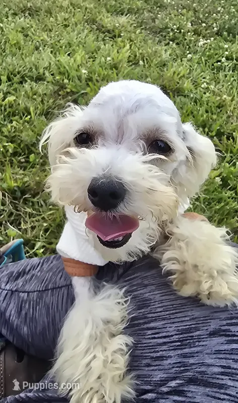 Georgie – Poodle - Toy  puppy for sale in Dayton, OH