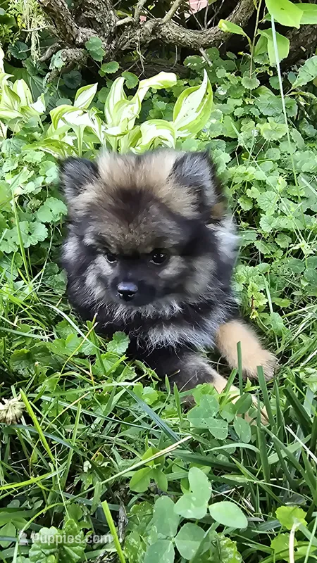 Gizmo – Pomeranian puppy for sale in Dayton, OH