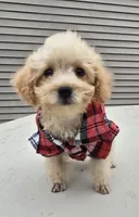 Milo , a male Poodle - Toy  for sale in Dayton, OH – 3 of 5