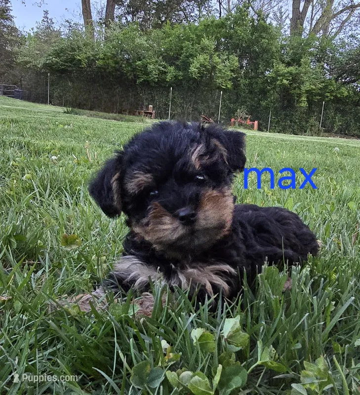 Max – Yorkshire Terrier, Poodle - Toy  puppy for sale in Dayton, OH