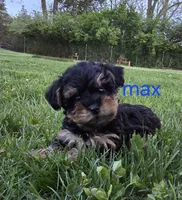 Max, a male Yorkshire Terrier and Poodle - Toy  for sale in Dayton, OH – Photo 3 of 6