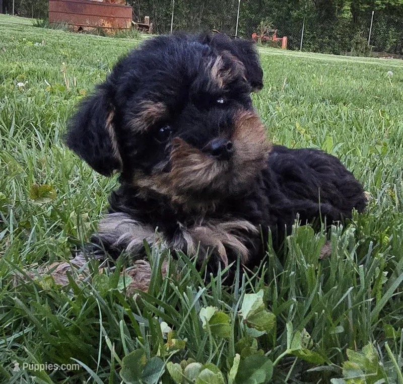 Max – Yorkshire Terrier, Poodle - Toy  puppy for sale in Dayton, OH
