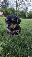 Max, a male Yorkshire Terrier and Poodle - Toy  for sale in Dayton, OH – Photo 6 of 6