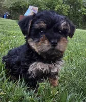 Max, a male Yorkshire Terrier and Poodle - Toy  for sale in Dayton, OH – Photo 2 of 6