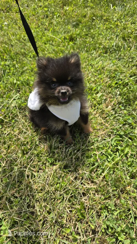 Nano – Pomeranian puppy for sale in Dayton, OH