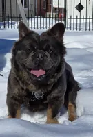 Tyson , a male puppy for sale in Dayton, OH – Photo 2 of 8