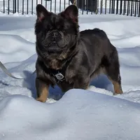Tyson , a male puppy for sale in Dayton, OH – Photo 4 of 8