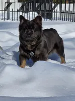 Tyson , a male puppy for sale in Dayton, OH – Photo 4 of 8