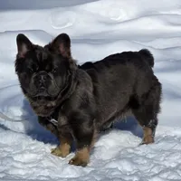 Tyson , a male puppy for sale in Dayton, OH – Photo 3 of 8