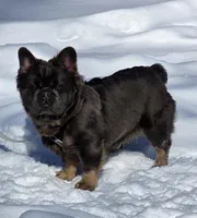 Tyson , a male puppy for sale in Dayton, OH – Photo 3 of 8