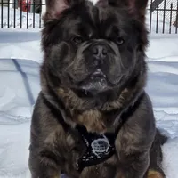 Tyson , a male puppy for sale in Dayton, OH – Photo 1 of 8