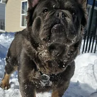 Tyson , a male puppy for sale in Dayton, OH – Photo 8 of 8