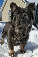 Tyson , a male puppy for sale in Dayton, OH – Photo 8 of 8