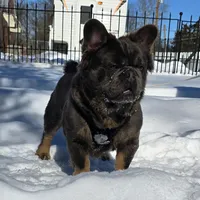 Tyson , a male puppy for sale in Dayton, OH – Photo 5 of 8