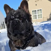Tyson , a male puppy for sale in Dayton, OH – Photo 6 of 8