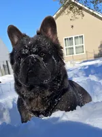 Tyson , a male puppy for sale in Dayton, OH – Photo 6 of 8
