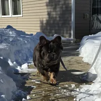 Tyson , a male puppy for sale in Dayton, OH – Photo 7 of 8