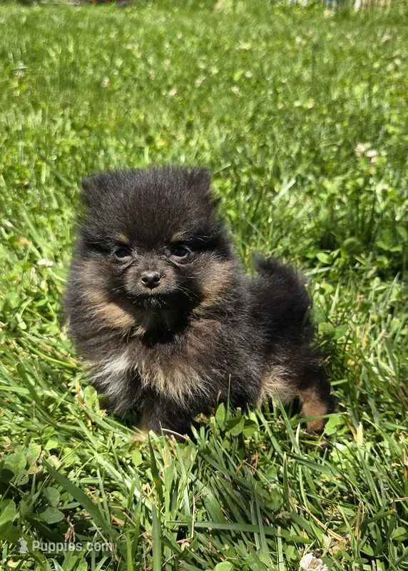 Nano – Pomeranian puppy for sale in Dayton, OH