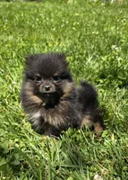 Nano, a male Pomeranian for sale in Dayton, OH – 1 of 4