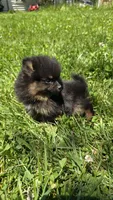 Nano, a male Pomeranian for sale in Dayton, OH – 2 of 4