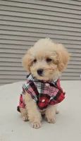 Milo , a male Poodle - Toy  for sale in Dayton, OH – 2 of 5