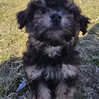 Blake, a male Poodle - Toy  for sale in Dayton, OH – Photo 3 of 5