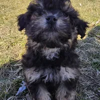 Blake, a male Poodle - Toy  for sale in Dayton, OH – Photo 1 of 5