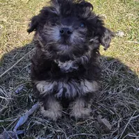 Blake, a male Poodle - Toy  for sale in Dayton, OH – Photo 4 of 5