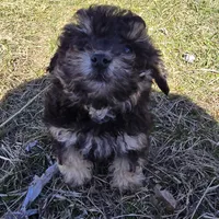 Blake, a male Poodle - Toy  for sale in Dayton, OH – Photo 5 of 5