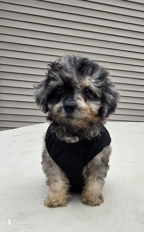 Gizmo – Poodle - Toy  puppy for sale in Dayton, OH