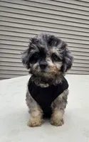 Gizmo, a male Poodle - Toy  for sale in Dayton, OH – 1 of 4