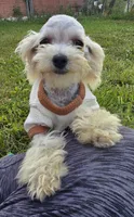 Georgie, a male Poodle - Toy  for sale in Dayton, OH – 4 of 5