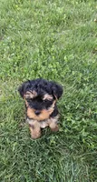 Milo , a male Yorkshire Terrier and Poodle - Toy  for sale in Dayton, OH – Photo 2 of 4