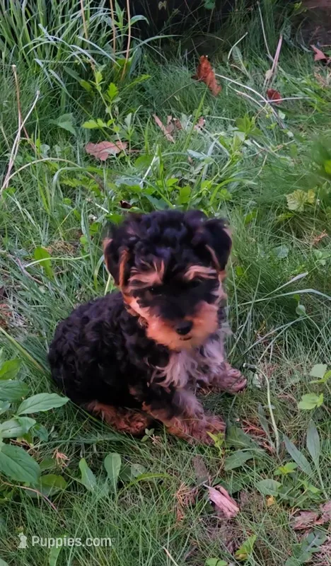 Milo  – Yorkshire Terrier, Poodle - Toy  puppy for sale in Dayton, OH