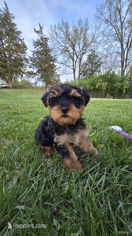 Milo  – Yorkshire Terrier, Poodle - Toy  puppy for sale in Dayton, OH