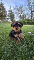 Milo , a male Yorkshire Terrier and Poodle - Toy  for sale in Dayton, OH – Photo 1 of 4