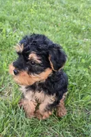 Milo , a male Yorkshire Terrier and Poodle - Toy  for sale in Dayton, OH – Photo 4 of 4
