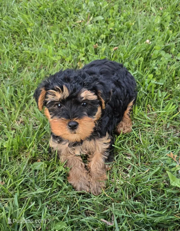 Milo  – Yorkshire Terrier, Poodle - Toy  puppy for sale in Dayton, OH