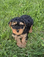 Milo , a male Yorkshire Terrier and Poodle - Toy  for sale in Dayton, OH – Photo 3 of 4
