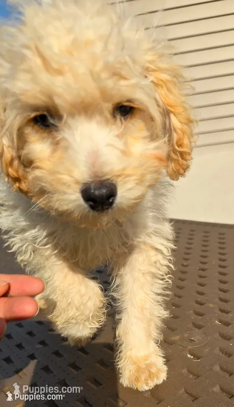 Milo  – Poodle - Toy  puppy for sale in Dayton, OH